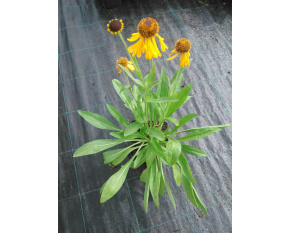 Helenium bigelovii ‘The Bishop’