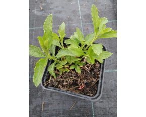 Verbena hastata ‘White Spires’