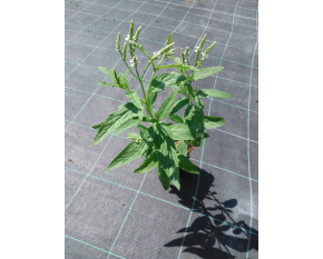 Verbena hastata ‘White Spires’