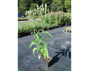 Verbena hastata ‘White Spires’