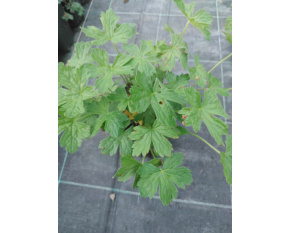 Geranium versicolor