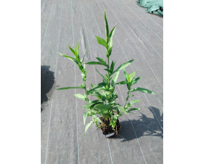 Aster novi-belgii ‘Marie Ballard’