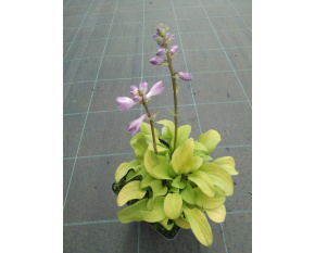 Hosta ‘Sun Mouse’