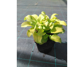 Hosta ‘Sun Mouse’