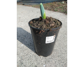 Allium ‘Mount Everest’