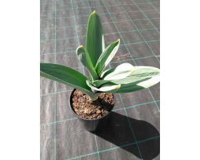 Allium ‘Mount Everest’