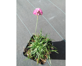 Armeria maritima ‘Düsseldorfer Stolz’