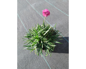 Armeria maritima ‘Düsseldorfer Stolz’
