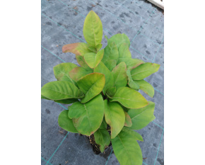 Lysimachia clethroides