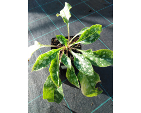 Pulmonaria ‘Shrimps on the Barbie’