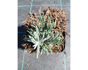 Lavandula angustifolia ‘Dark Hidcote Blue’