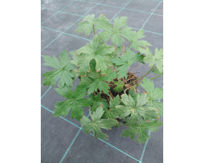 Geranium endressii