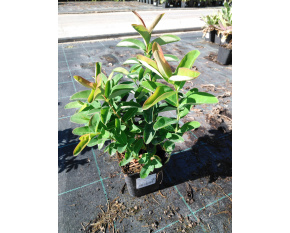 Hypericum calycinum ‘Rose of Sharon’