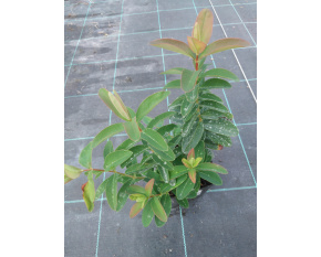 Hypericum calycinum ‘Rose of Sharon’