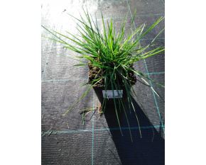 Deschampsia cespitosa