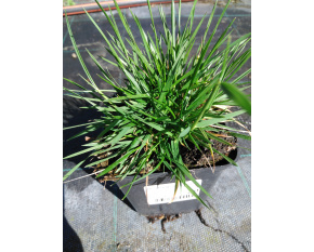 Deschampsia cespitosa