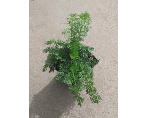 Achillea millefolium ‘Lachsschönheit’