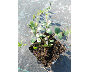 Vinca minor ‘Alba’