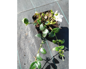 Vinca minor ‘Alba’