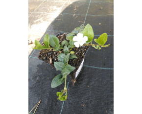 Vinca minor ‘Alba’