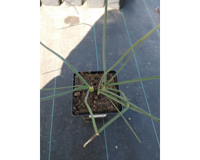 Allium sphaerocephalon