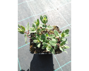 Nepeta grandiflora ‘Veluws Blauwtje’