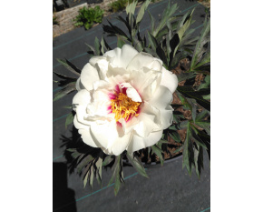 Paeonia ‘Cora Louise’