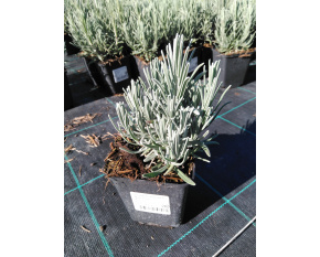 Lavandula angustifolia ‘Munstead’