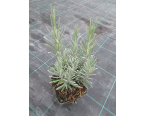 Lavandula angustifolia ‘Munstead’