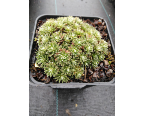 Vitaliana primuliflora ‘subsp. assoana’