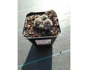 Vitaliana primuliflora ‘subsp. assoana’