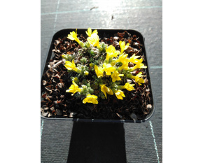 Vitaliana primuliflora ‘subsp. assoana’