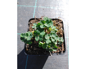 Aquilegia flabellata ‘Cameo White’