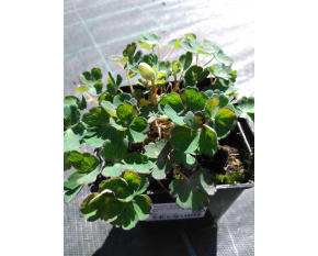 Aquilegia flabellata ‘Cameo White’