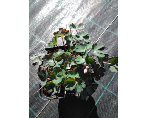 Aquilegia flabellata ‘Cameo White’