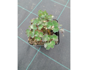 Aquilegia flabellata ‘Cameo White’