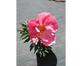 Paeonia ‘Flame’