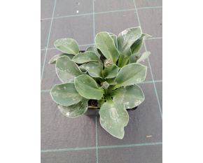 Hosta ‘Blue Mouse Ears’