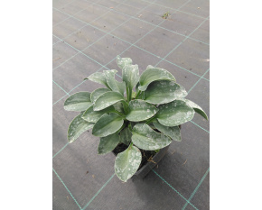 Hosta ‘Blue Mouse Ears’