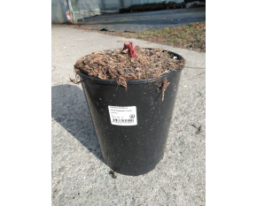 Paeonia lactiflora ‘Pink Hawaiian Coral’