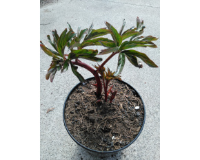 Paeonia lactiflora ‘Pink Hawaiian Coral’