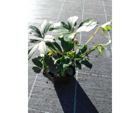 Helleborus niger