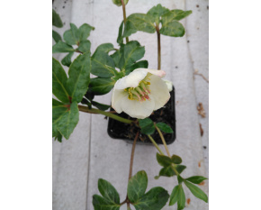Helleborus niger