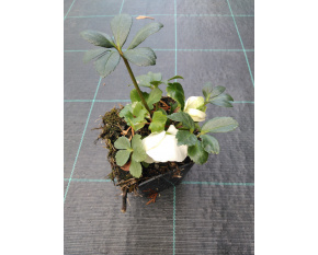Helleborus niger