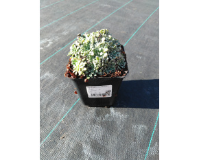 Saxifraga cochlearis ‘Major’
