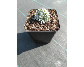 Saxifraga cochlearis ‘Major’