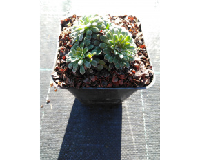 Saxifraga cochlearis ‘Major’