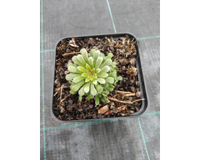 Saxifraga cochlearis ‘Major’