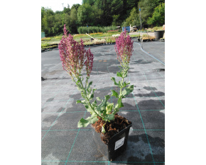 Salvia nemorosa ‘Schwellenburg’