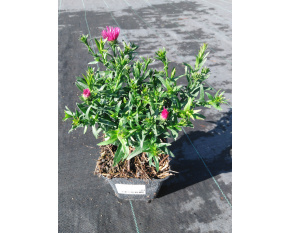 Aster dumosus ‘Jenny’
